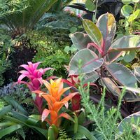 グズマニア,ソテツ,ポポラス,フィカス バーガンディ,フィカス ベリーズの画像