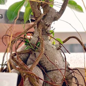 ガジュマル,成長記録,成長中,剪定,ベランダの画像