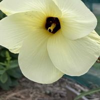 花オクラ,花オクラ,ルエリア(ヤナギバルイラソウ),ルエリア(ヤナギバルイラソウ),チョウマメ（バタフライピー）の画像