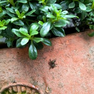 ミンティア,テラコッタ鉢の画像