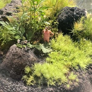 テラリウム,植物,ミニチュア,ミニチュアガーデンの画像