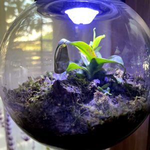 ウツボカヅラ,テラリウム,植物,植物大好きの画像