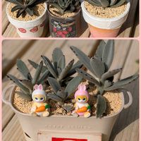 シナモン,月兎耳,福兎耳,ゴールデンラビット,黒兎の画像