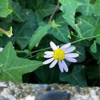 ヨメナ,ヨメナ,ヨモギ,原っぱ,ソラの日の画像