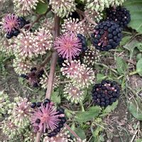 ウド,癒し,庭じまい,庭の画像