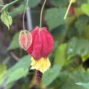 アブチロン (チロリアンランプ),アブチロン (チロリアンランプ),レンガ,玄関アプローチの画像