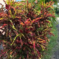 クロトン,ポリシャス,ポリシャス マルギナータ,ヘンヨウボク,クロトン サマープリンスの画像