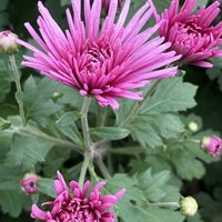 お出掛け先,素敵な出会いに感謝,繋がりに感謝✨,国営越後丘陵公園,食用菊♡の画像