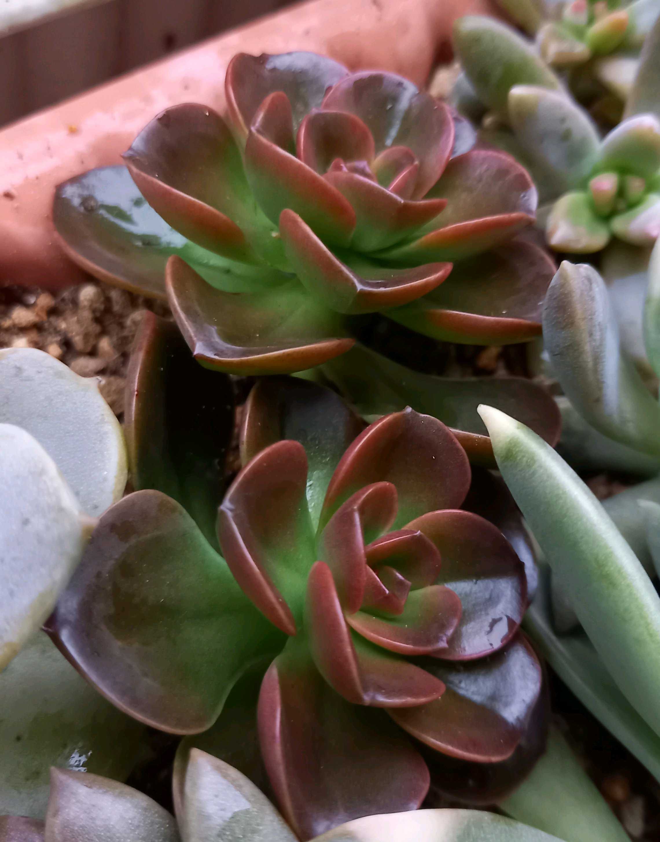 メラコの育て方｜ロゼット状の葉をもつ多肉植物！季節で変わる水やりと