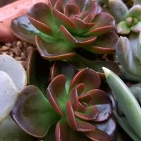 女雛,メラコ,Saverez,多肉植物,多肉女子の画像