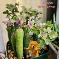 月兎耳,七宝樹,碧魚連,黒兎,エキノス 碧魚連の画像