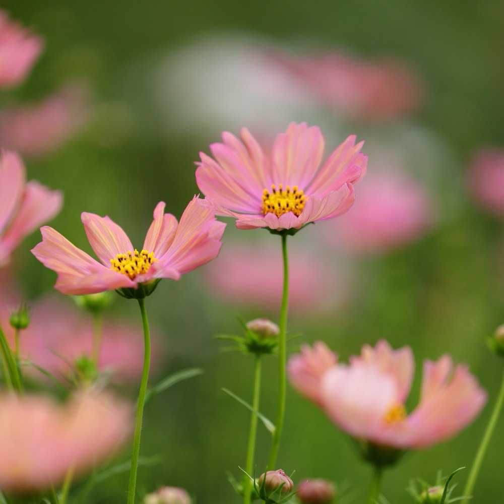 maroさんの里山ガーデン（大花壇）への投稿