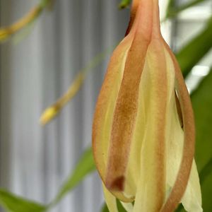 月下美人,クリ,サボテン科,つぼみ,白い花の画像