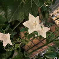 キキョウ,ヨルガオの画像