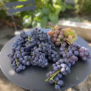 オカワカメの花,紅伊豆,キャンベル アーリー,北海道,今日の収穫の画像