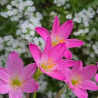 ゼフィランサス,コルチカム(イヌサフラン),ゼフィランサスロゼア,感謝,花のある暮らしの画像