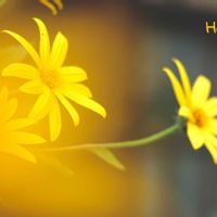 菊芋,トウガラシ,花のある暮らし,夕焼け,綺麗の画像