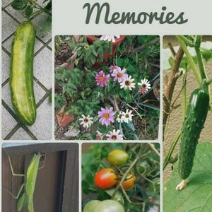 キュウリ,ミニトマト,豆苗,花のある暮らし,GSに感謝。の画像