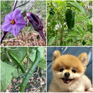 キュウリ,キュウリ,トマト,トマト,ナスの画像