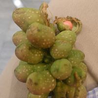 オガタマノキの画像