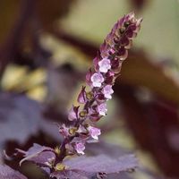 シソ,花壇の画像