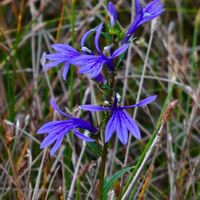 サワギキョウの画像