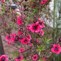 ギョリュウバイの画像