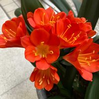 クンシランの画像