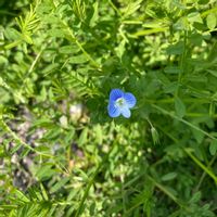 オオイヌノフグリの画像