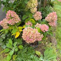 アルストロメリア,ムクゲ,レンギョウ,ノリウツギ グランデライムチーク,北海道の画像