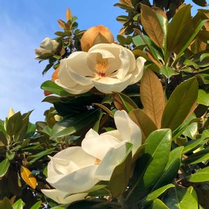 タイサンボクの画像