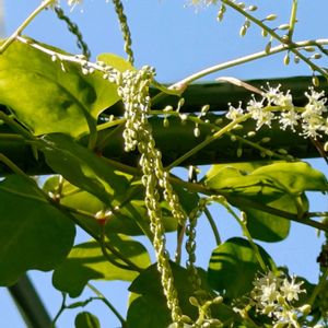 田んぼ,オカワカメ,柿(かき),柿(かき),柿(かき)の画像