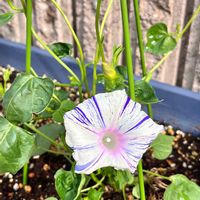 アサガオ,江戸風情,多肉もお花も大好き❤️,バリィのお花,小さな庭の画像