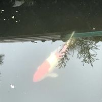 キャベツの画像