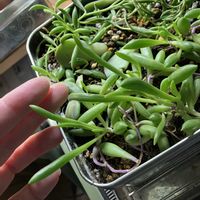 三日月ネックレスの画像