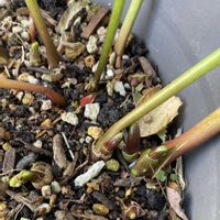 ギョウジャニンニク,庭の画像