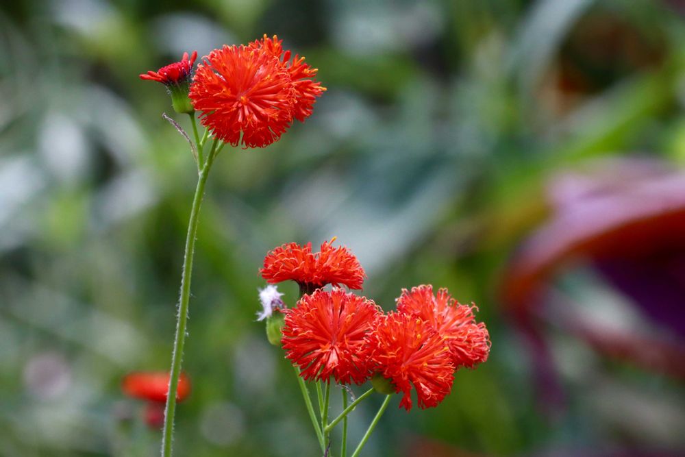美香さんの里山ガーデン（大花壇）への投稿
