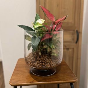 フィットニア,アンスリウムエクリプス,アグラオネマ　スウィートエンジェル,寄せ植え,テラリウムの画像