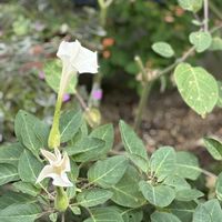 チョウセンアサガオ,チョウセンアサガオの実,ナス科,有毒植物,チョウセンアサガオ属の画像