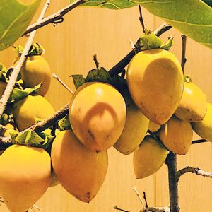 カキ,筆柿,筆柿,自然観察,ビタミンカラーの画像