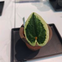 カンアオイ,山野草,東山植物園,山野草大好きの画像