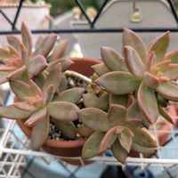 黄麗,多肉植物,多肉女子,多様性を愛する会,人に優しくの画像