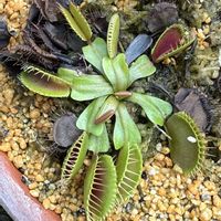 ハエトリソウ,ハエトリグサ,ハエトリグサ,食虫植物,京都府立植物園の画像