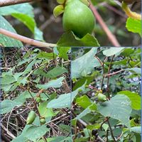 マタタビ,お出かけ先の画像