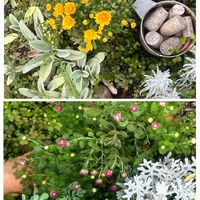 シロタエギク,ラムズイヤー,ワイヤープランツ,ワイヤープランツ,アイビーの画像