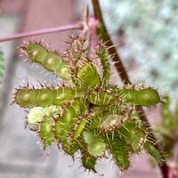 オジギソウ,なんだろう？の画像