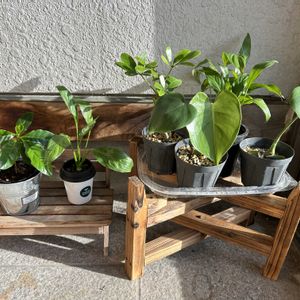 シェフレラ,シェフレラ,スパティフィラム,モンステラ,モンステラの画像