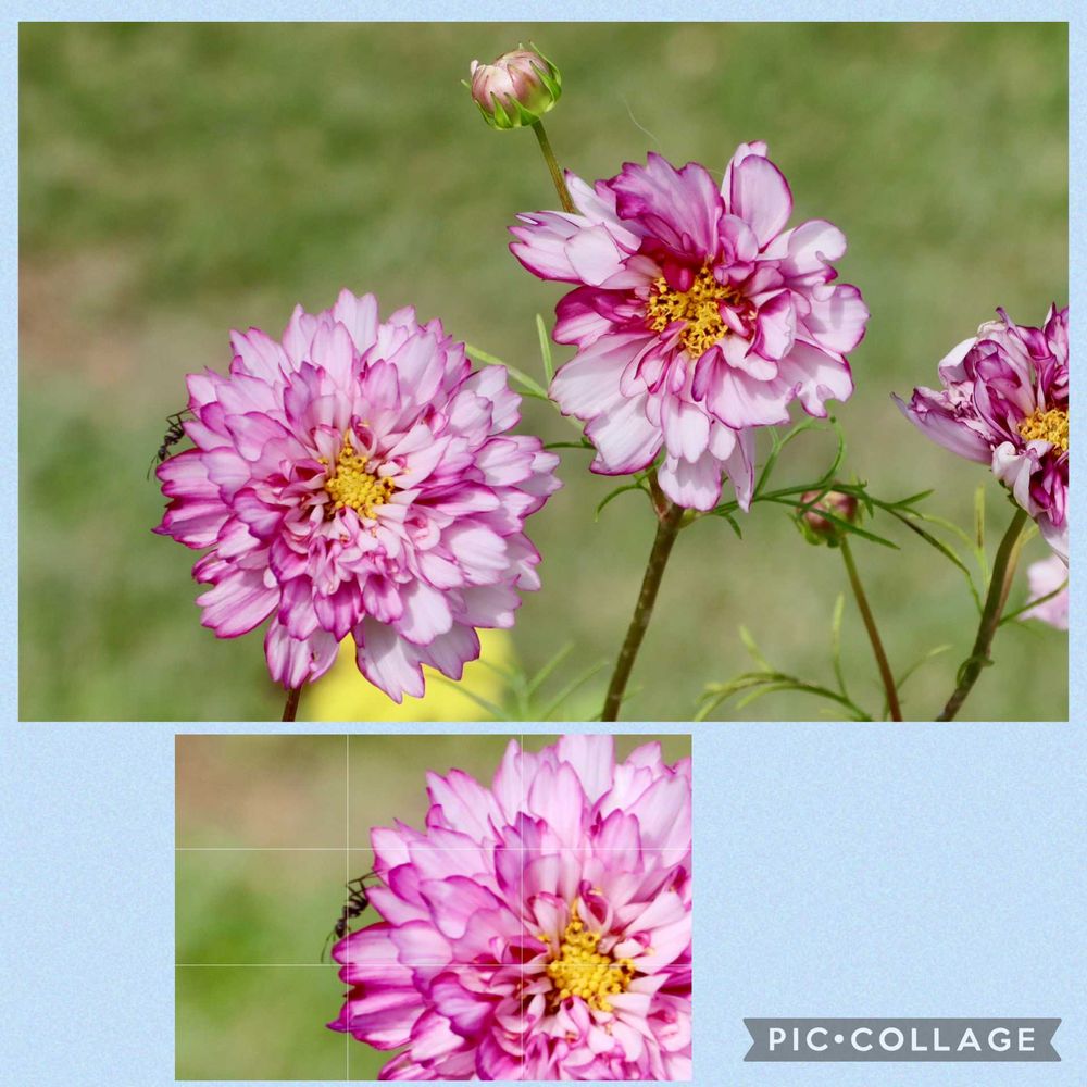 美香さんの里山ガーデン（大花壇）への投稿