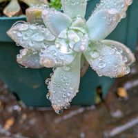 キリンソウ,コムラサキ,秋麗,多肉…パリダム,姫秋麗と秋麗丼の画像