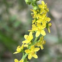 ニラ,リコリス,ハクモクレン,キンミズヒキ, 彼岸花の画像